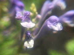 Scutellaria tashiroi