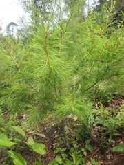 Pinus chiapensis