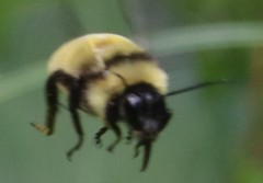 Bombus pensylvanicus image