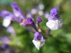 Scutellaria tashiroi
