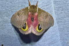 Automeris zugana