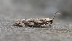 Coleotechnites coniferella