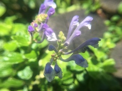 Scutellaria tashiroi