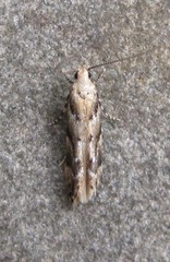 Coleotechnites coniferella