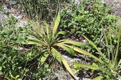 Yucca filamentosa image