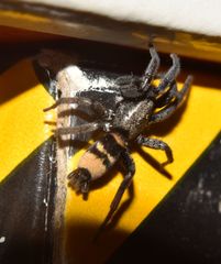 Latonigena auricomis