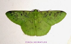 Nemoria parcipuncta