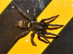 Latonigena auricomis