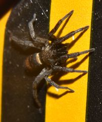 Latonigena auricomis