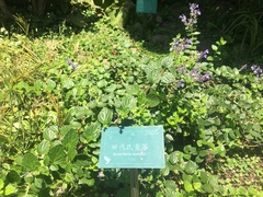 Scutellaria tashiroi