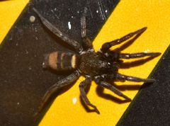 Latonigena auricomis