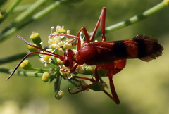 Compsocryptus texensis