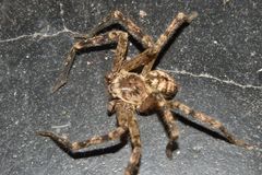 Polybetes rapidus