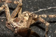 Polybetes rapidus