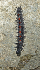 Nymphalis antiopa