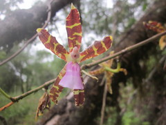 Oncidium laeve