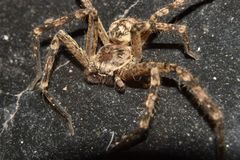 Polybetes rapidus