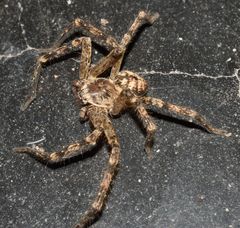 Polybetes rapidus