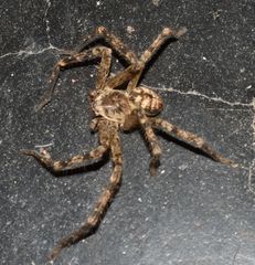 Polybetes rapidus