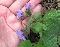 Pulmonaria saccharata