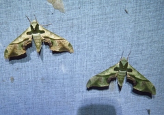 Adhemarius dariensis