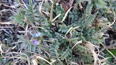 Astragalus nuttallianus austrinus