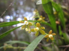 Prosthechea ochracea