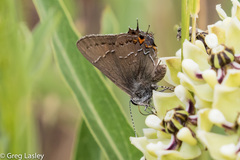 Satyrium favonius autolycus