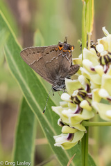 Satyrium favonius autolycus