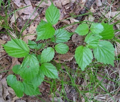 Viburnum rafinesqueanum