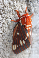 Citheronia