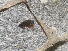 Chalcophora mariana massiliensis