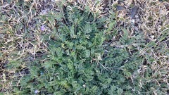 Astragalus nuttallianus austrinus