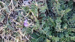 Astragalus nuttallianus austrinus