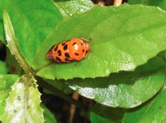 Cosmoscarta dorsimacula