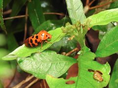 Cosmoscarta dorsimacula