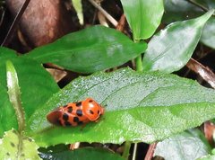 Cosmoscarta dorsimacula