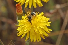 Lasioglossum titusi