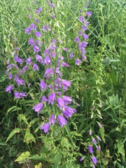 Campanula rapunculoides