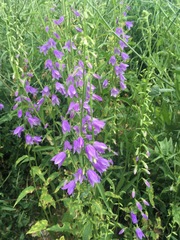 Campanula rapunculoides