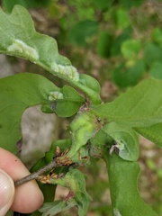 Neuroterus quercusbatatus