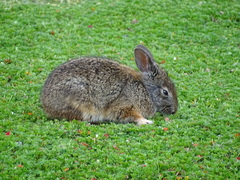 Sylvilagus andinus