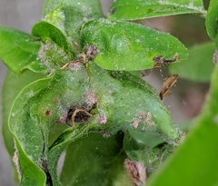 Neuroterus quercusbatatus