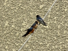 Hirundo rustica