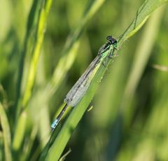 Ischnura verticalis