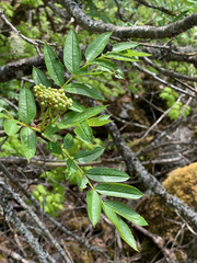 Sorbus sitchensis sitchensis