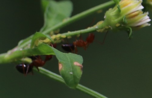 Camponotus image