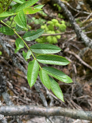Sorbus sitchensis sitchensis