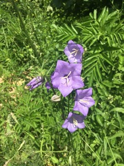 Campanula persicifolia