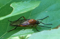 Xylophagidae